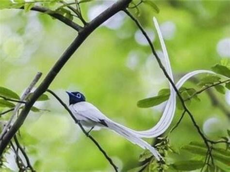 天堂鳥 寓意